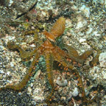 Thaumoctopus mimicus